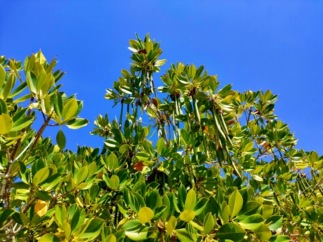 バニラビーンズ